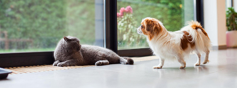 Hund und Katze sind beliebte Haustiere: Sybolfoto mit Hund und Katze in Wohnung