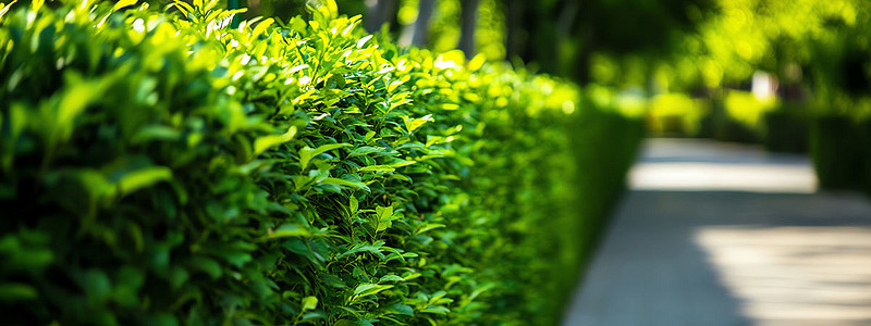 Hecke schneiden: Wann, wie und wer?