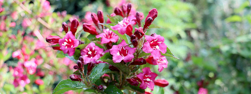 Der Frühling kommt! Was ist jetzt im Garten zu tun?