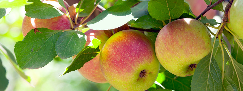 Äpfel am Zweig