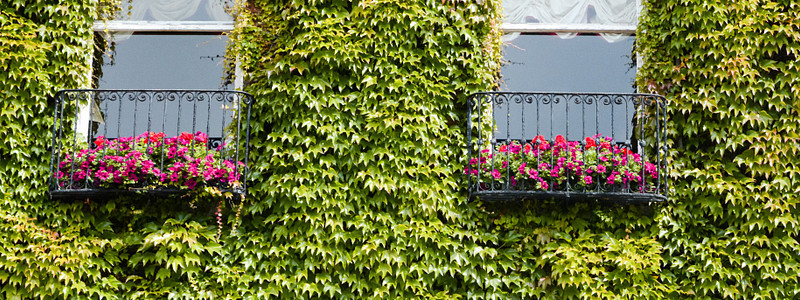 Kein Garten? Macht nichts! Dächer und Fassaden lassen sich wunderbar begrünen