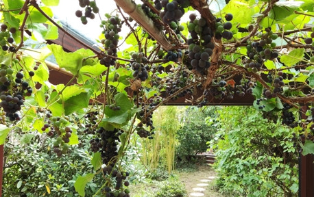 Sonniges Reihenhaus für Jung und Alt mit Terrasse, Garten, Keller.