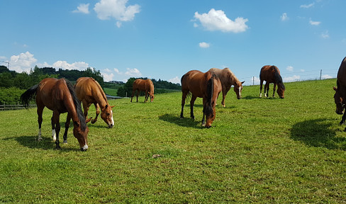 Luxurious and unique equestrian paradise in the administrative district of Bayreuth