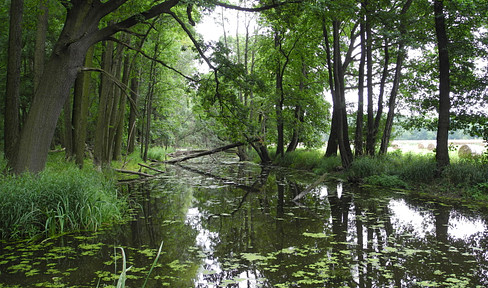 214.230 Quadratmeter Waldgrundstück und Gewässer bei Leipzig - 1,40 € /qm - Wald - Forst