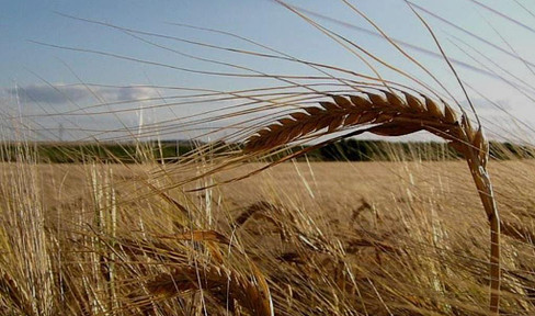 Sale of farmland and meadows near the German border