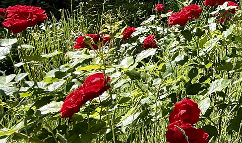 Arbeiten und Wohnen im Gartenreich
