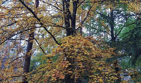 Wald bei Tiefenstürmig / Gemeinde 91330 Eggolsheim zu verkaufen!