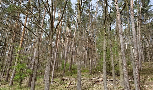 Forest between Veitsaurach and Rudelsdorf for sale!