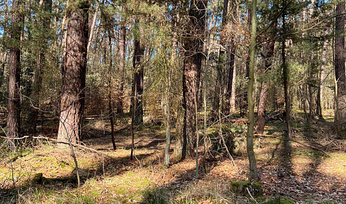 Grundstück Ackerland Wald Grünland Wiese Ausgleichsfläche Brennholz