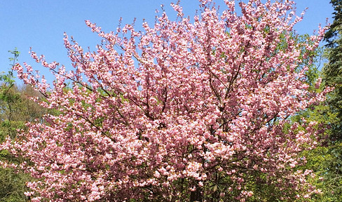 = NO AGENTS = AVAILABLE IMMEDIATELY - Quiet, furnished room in Hamburg - City Center =