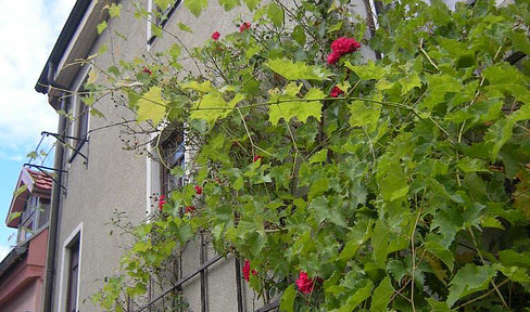 Old Untertürkheim winery with terrace