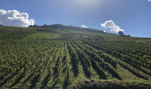 Living in the Rebland with a view of the Rhine Valley