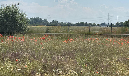 Sunny plot with peaceful distant views