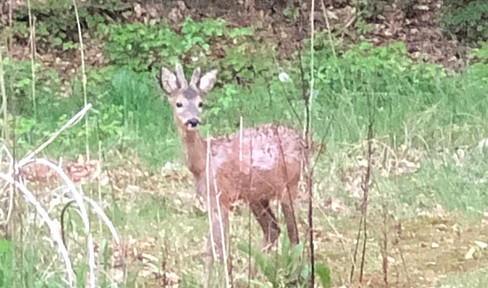 Tea with deer