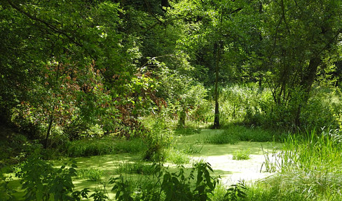 Forest land and waters near Leipzig - Forest - Forest - Fishing waters - Private forest - Forest area