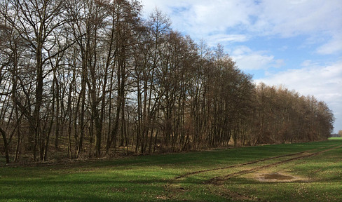 Waldgrundstücke und Gewässer bei Leipzig - Wald - Forst - Angelgewässer - Privatwald - Waldfläche