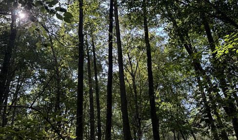 Laubwald mit Urwaldflair – Ihr Naturwald nördl. von Berlin