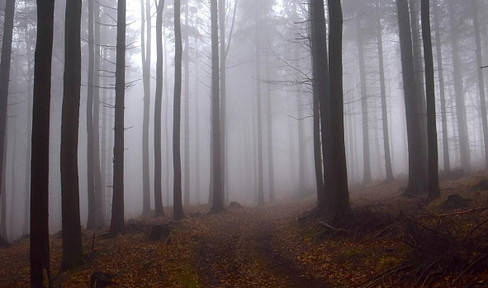 Großes Waldgrundstück mit gepflegtem Baumbestand zu verkaufen