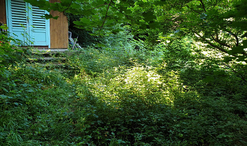 Quiet allotment plot on the edge of the forest