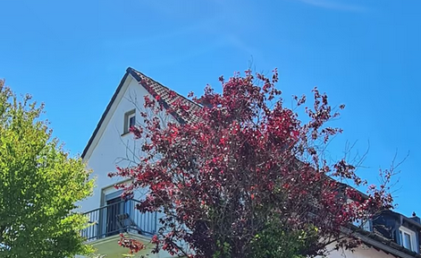 Quiet 2 room 50sqm apartment with garden in Gummersbach - forest edge location + parking space + fitted kitchen