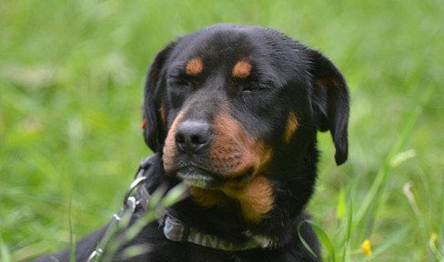 3 Zimmer Wohnung Kochel City mit Dachterrasse