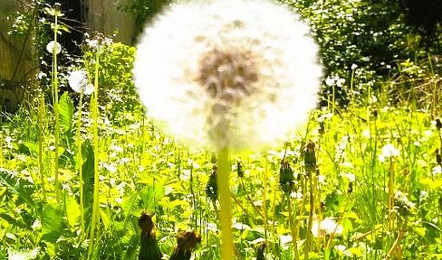 Einfamilienhaus nur gewerbliche Vermietung z.B. an caritative, gemeinnützige Organisationen