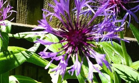 BEAUTIFUL HOUSE FOR EMPLOYEE ACCOMMODATION, 5 bedrooms, 3 bathrooms, 4 toilets