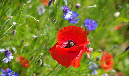 Free of commission - fantastic plot / EFH in prime location Waldtrudering