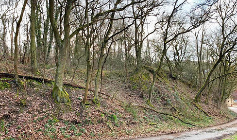 Forest plot for sale in the Bad Kreuznach district