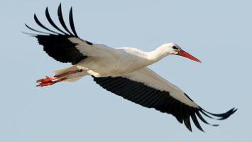 W02: Geothermal energy & PV & solar thermal energy - Stork & own garden-