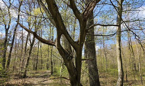 Waldgrundstück mit gepflegtem Baumbestand zu verkaufen