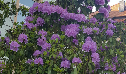 Große und hellere 4-RW mit Garten