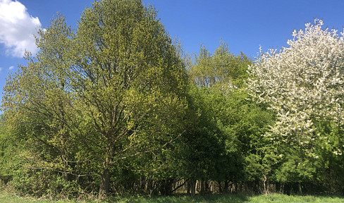 Forest Forest plot deciduous forest oak/beech 4.4ha with ponds