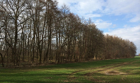 Waldgrundstücke und Gewässer bei Leipzig - Wald - Forst - Privatwald - Waldfläche 1,25 € / qm