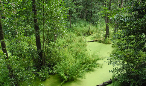 Waldgrundstücke und Gewässer bei Leipzig - Wald - Forst - Privatwald - Waldfläche 1,25 € / qm