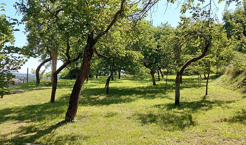 Marillengarten bzw. Freizeitgrundstück in Krems mit einzigartiger Wachaulage und Donaublick.