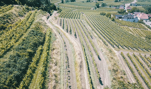 Wachau vineyard in top location