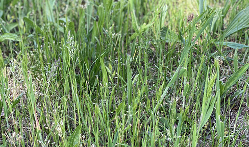 Projektiertes Grundstück – ideal für Eigennutzer & Kapitalanleger (provisionsfrei)