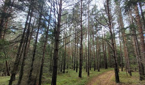 Wald zu verkaufen – 2 gepflegte Parzellen à ca. 4 ha (insgesamt ca. 8,3 ha) im südlichen Waldviertel