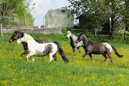Well-maintained equestrian center with many possibilities, located near the Swiss border, also suitable as an investment.