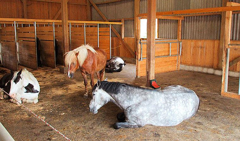 Well-kept horse farm active stable with hall and RP near the Swiss border *no brokerage fee*.