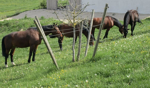 Well-kept horse farm active stable with hall and RP near the Swiss border *no brokerage fee*.