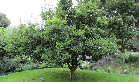 VERKAUF HAUS / GRUNDSTÜCK mit lebenslangem WOHNRECHT