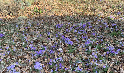 Naturgrundstück