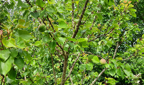 Core refurbishment property with iSFP