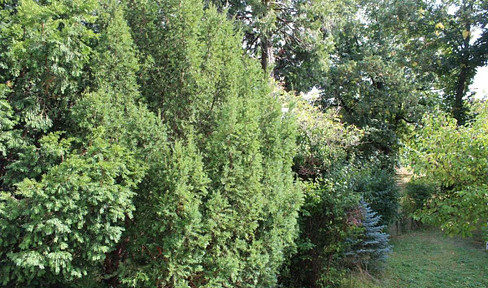 Exclusive owner-occupied property in 1A green and quiet location (wall on the border to the 13th district)