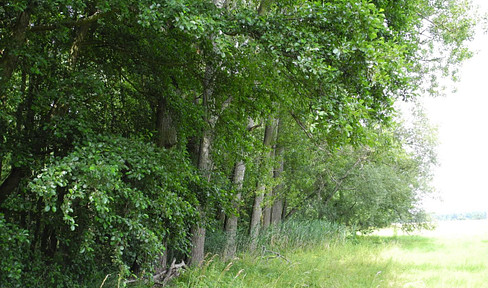 125,660 square meters of forest land near Leipzig / forest - forest - private forest - forest area