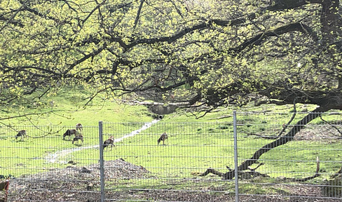 3- Zimmer direkt am Wildpark