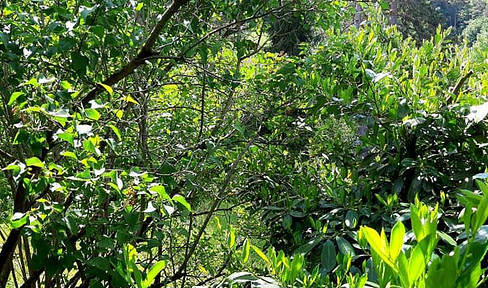 1/2 single-family house Peace & nature, child/ren & pet