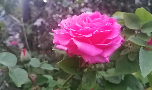 Welcome to your new home in Knittelsheim